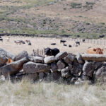 Ayudas de la Junta a inversiones de las entidades locales con pastos en común: abrevaderos, cercados…