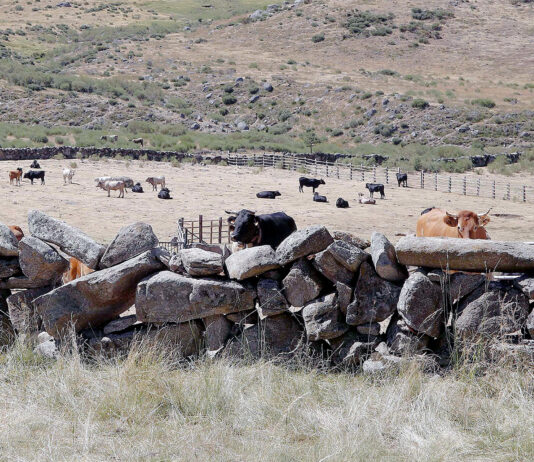 Ayudas de la Junta a inversiones de las entidades locales con pastos en común: abrevaderos, cercados…