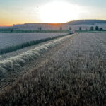 La cebada ya cotiza (178 €/t) en la Lonja de León, donde la colza opera al mismo precio que en 2024