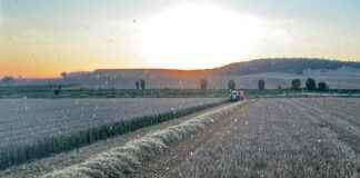 La Junta amplía a todo Castilla y León la flexibilización para el cereal no cosechado de los ecorregímenes
