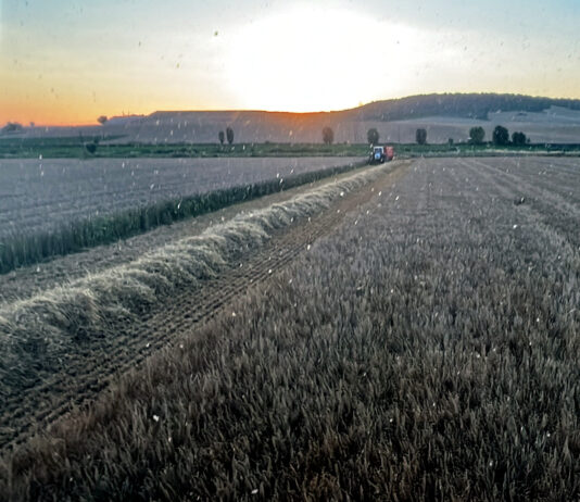 La cebada ya cotiza (178 €/t) en la Lonja de León, donde la colza opera al mismo precio que en 2024