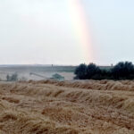 La tonelada de paja cotiza a 30 €, precio que apenas cubre los costes de empacar y cargar