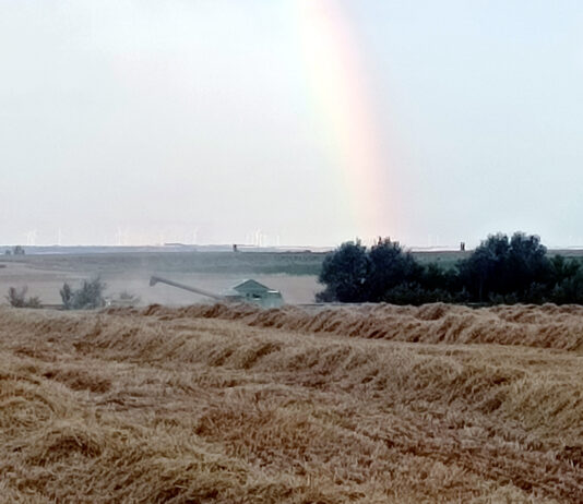 La tonelada de paja cotiza a 30 €, precio que apenas cubre los costes de empacar y cargar