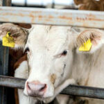 ASAJA rechaza la entrada en vigor de la imposición del crotal electrónico para el ganado vacuno