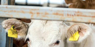 La fuerte demanda prenavideña sigue tirando de las cotizaciones de todo el bovino de carne