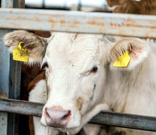 La fuerte demanda prenavideña sigue tirando de las cotizaciones de todo el bovino de carne