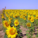Jueves 31 de julio, fecha límite para suscribir el seguro complementario del girasol