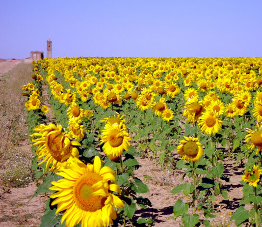 Jueves 31 de julio, fecha límite para suscribir el seguro complementario del girasol