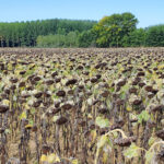 Las bases provisionales de la concentración parcelaria del Bajo Carrión, en información pública