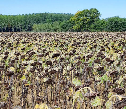 Las bases provisionales de la concentración parcelaria del Bajo Carrión, en información pública