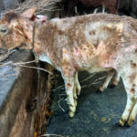 El Ministerio pide vigilancia y da consejos al aparecer en la UE la dermatosis nodular contagiosa del bovino