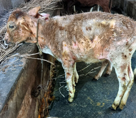 El Ministerio pide vigilancia y da consejos al aparecer en la UE la dermatosis nodular contagiosa del bovino