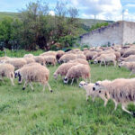 Ovino (c) Guillermo Escribano 8 web