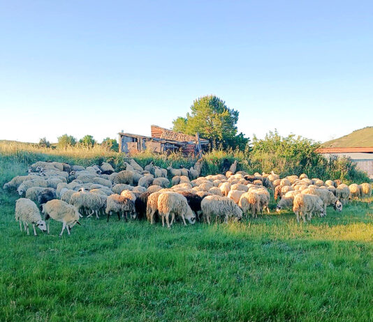 El lechazo sube diez céntimos/kilo, ya con muy escasa oferta de animales a estas alturas de año