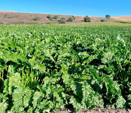 La remolacha se resiente y pierde en Palencia un tercio de la superficie con respecto a la PAC 2024