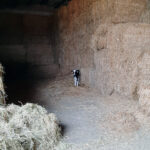 Mínima subida de la ternera para sacrificio, tras mes y medio de cotización estable en la Lonja de Salamanca