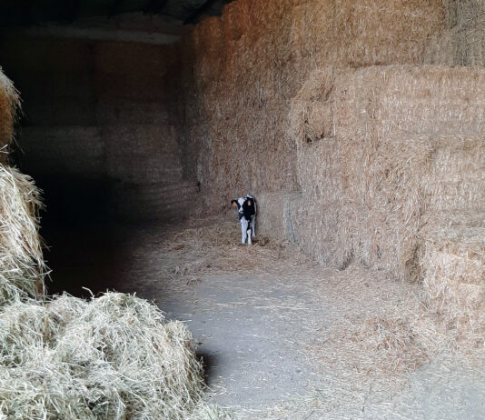 Mínima subida de la ternera para sacrificio, tras mes y medio de cotización estable en la Lonja de Salamanca