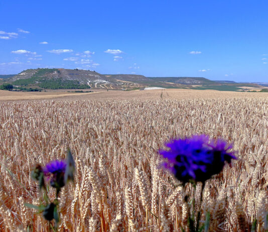 El pasado junio fue extremadamente cálido, con temperaturas en torno a 3,5 ºC más de lo normal