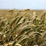 El centeno vuelve a cotizar en la Lonja de León (167 €/t), el precio más bajo desde otoño de 2020