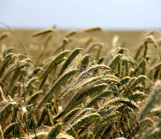 El centeno vuelve a cotizar en la Lonja de León (167 €/t), el precio más bajo desde otoño de 2020