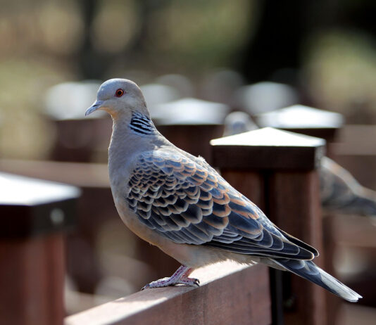 La Comisión Europea cierra en España el procedimiento de la tórtola y ya permite su caza