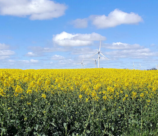 La colza deja ya de cotizar por esta campaña debido a la falta de operaciones
