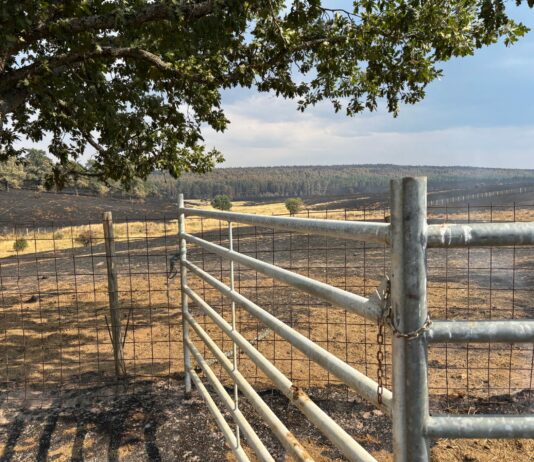 La Junta publica el listado de municipios y localidades afectados por grandes incendios forestales, donde se incluyen varios palentinos