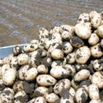 Las patatas de calidad de Castilla y León se pueden y se deben pagar al agricultor a precios justos