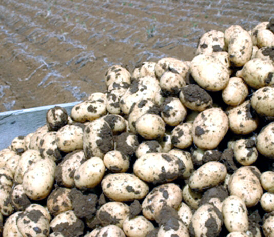 Las patatas de calidad de Castilla y León se pueden y se deben pagar al agricultor a precios justos