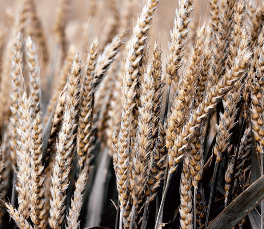 La tonelada de trigo baja un euro y acumula ya un descenso del 21,5 % de cotización en dos años