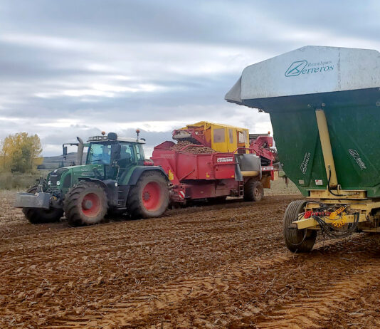 La superproducción mundial de patata sitúa el primer precio de la campaña 2025 por debajo de los costes