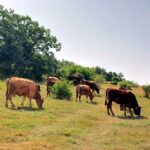 Los ganaderos en extensivo de Castilla y León pueden optar ya a ayudas para invertir en sus infraestructuras