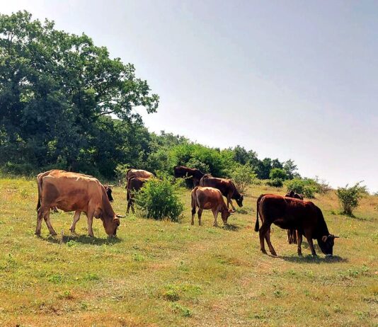 Los ganaderos en extensivo de Castilla y León pueden optar ya a ayudas para invertir en sus infraestructuras