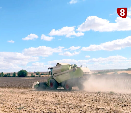 Campo Palentino | (25/SEPTIEMBRE/2025)