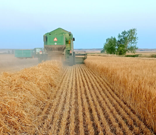 El rendimiento medio del cereal de invierno supera los 4800 kg/ha en secano y los 5900 kg/ha en regadío