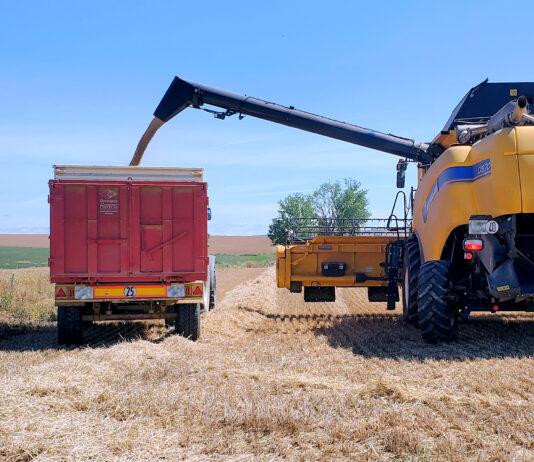 La Junta estima un rendimiento medio de 4960 kg/ha en el cereal de invierno en Palencia esta campaña