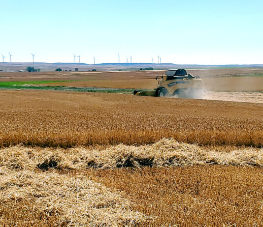 El XI Congreso ‘El Futuro del Cereal’ se celebra este miércoles 10 en Magaz de Pisuerga