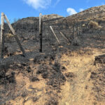 Declaración responsable de las ayudas para reponer los vallados ganaderos dañados por los incendios