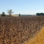 Primeros precios de campaña para el girasol linoleico (425 €/t) y el alto oleico (515 €/t) en la Lonja de León