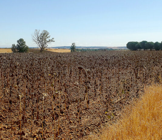 Primeros precios de campaña para el girasol linoleico (425 €/t) y el alto oleico (515 €/t) en la Lonja de León