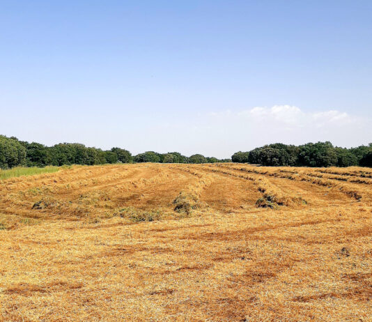 Los incendios y un agosto seco activan la demanda ganadera de forrajes y elevan su cotización