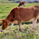 Subidas respectivas de 15 y 10 céntimos/kilo en las canales de añojo y ternera en la Lonja de Salamanca