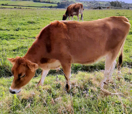 Subidas respectivas de 15 y 10 céntimos/kilo en las canales de añojo y ternera en la Lonja de Salamanca