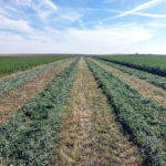 La Lonja de León constata subidas en la alfalfa, por la mayor demanda ganadera y la exportación