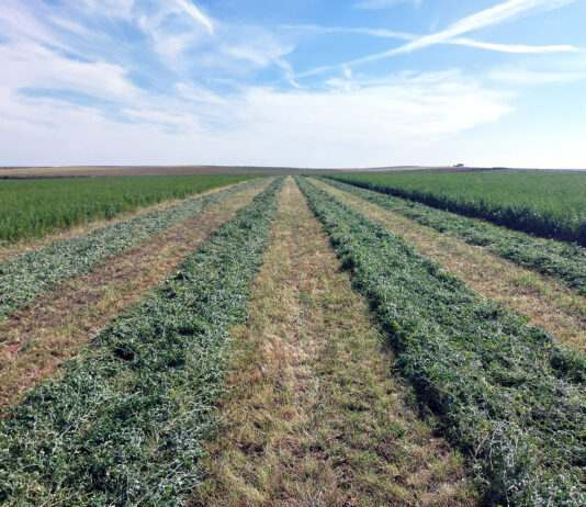 La Lonja de León constata subidas en la alfalfa, por la mayor demanda ganadera y la exportación