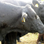 Compás de espera en la cotización del bovino tras llegar a España la dermatosis nodular contagiosa