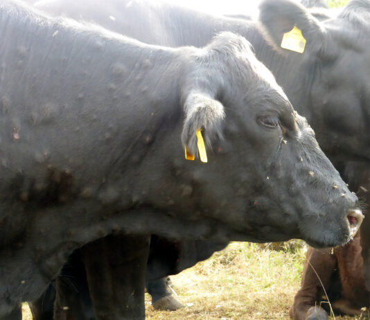 Compás de espera en la cotización del bovino tras llegar a España la dermatosis nodular contagiosa