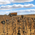 La campaña de girasol cierra con rendimiento irregular y precios aceptables, sobre todo el alto oleico