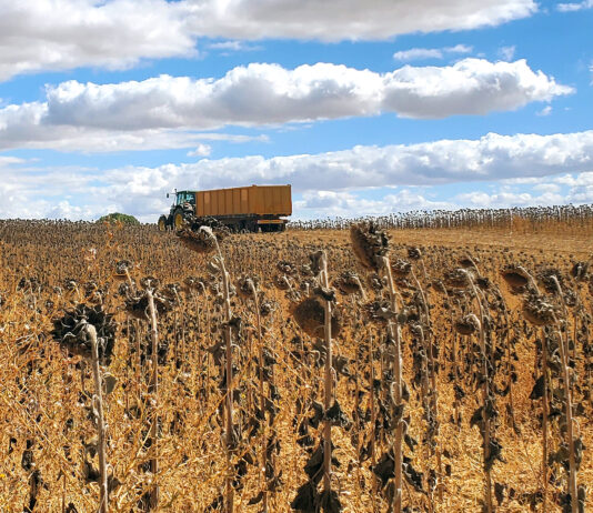 La campaña de girasol cierra con rendimiento irregular y precios aceptables, sobre todo el alto oleico