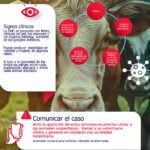 Campaña informativa de la Junta para reforzar la prevención y la vigilancia de la dermatosis bovina